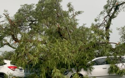 Carros são atingidos por árvores na Av. Paulo Prado