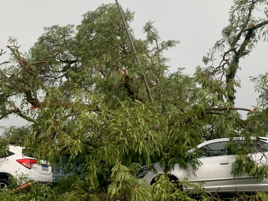 Carros são atingidos por árvores na Av. Paulo Prado