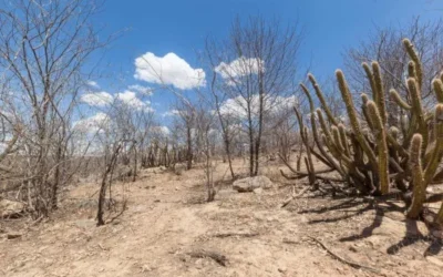 Terra árida, vida exuberante: o Dia da Caatinga celebra a resiliência do bioma