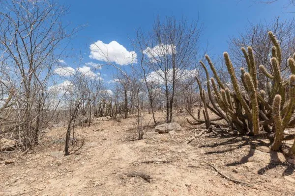 Terra árida, vida exuberante: o Dia da Caatinga celebra a resiliência do bioma